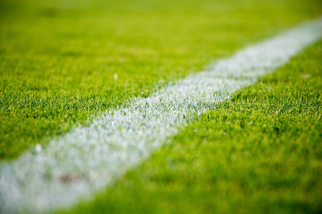 Grass 2616911